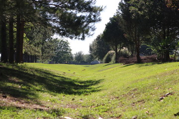 Ditch in woods