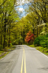 Fototapeta premium Country Road in Springtime