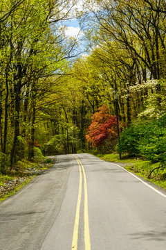Country Road in Springtime
