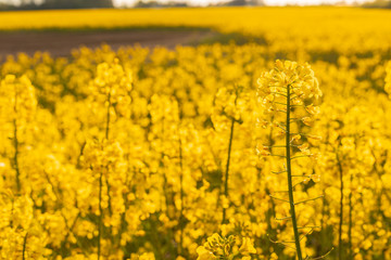 Obraz premium Yellow field of rapeseed in the evening