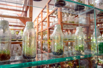 Pink branch orchid flowers Orchidaceae Phalaenopsis known as the Moth Orchid.