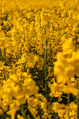 Yellow field of rapeseed in the evening
