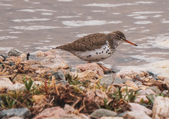 spotted sandpiper