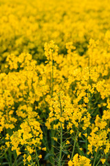 Yellow field of rapeseed in the evening