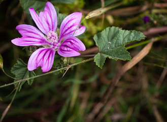 Fleur Grande mauve_4