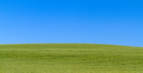 green ear of wheat growing with blue sky