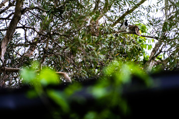 Cuckoo in tree with mother