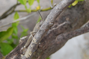 Migratory Locust in Spanish Tree