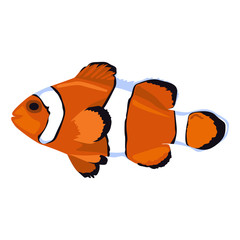 Vector illustration of a clownfish. Drawing on white background,