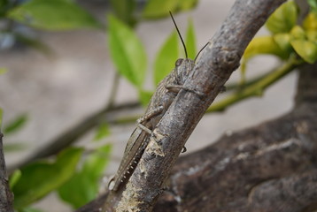 Migratory Locust in Spanish Tree