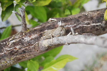 Migratory Locust in Spanish Tree
