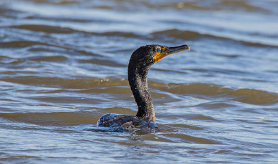 cormorant in the water
