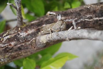 Migratory Locust in Spanish Tree