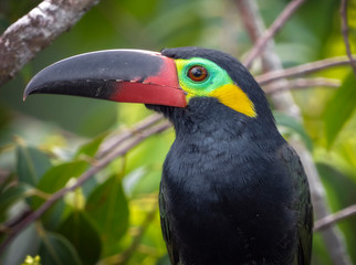 Guianan Toucanet
