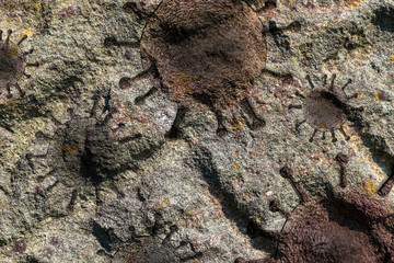 Close up view on granite and rock surfaces with engraved virus fossils