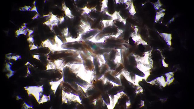 The crowded colony of artemia salina nauplius are moving fast and flapping wings. The small area is teeming with tiny larvae. The concept of small microorganisms under microscope.