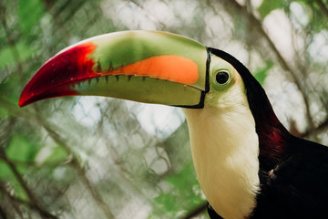 Toucan