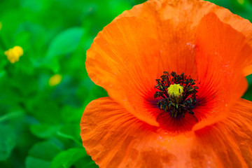 Fleur Coquelicot_3