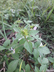 Rumput ilalang