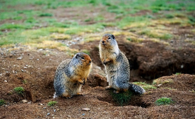 Naklejka na ściany i meble Squirrel couple come out from the cave after the rain