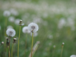 Fototapeta na wymiar dandelion with faded seeds on a background of grass