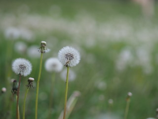 Obraz na płótnie Canvas dandelion with faded seeds on a background of grass