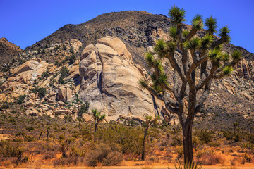 Rocks and Landscapes of Joshua Tree, Joshua Tree National Park, California
