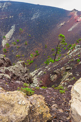 Canary Island pines inside the volcanic cone of the San Antonio volcano