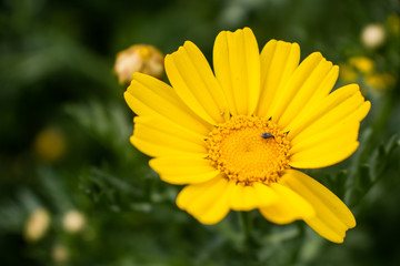 fleur Anthemis_1 