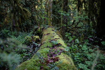 green moss on the tree