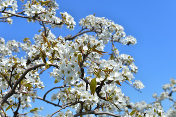 Pear flower in full bloom in spring