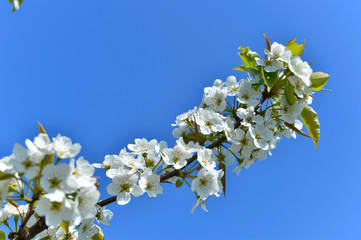 Pear flower in full bloom in spring