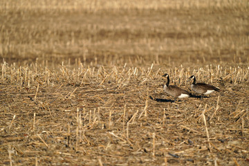 Canada Geese at lake and in farm field causing a nuisance