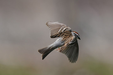 Chipping sparrow in flight
