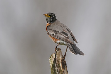Adult robin on perch