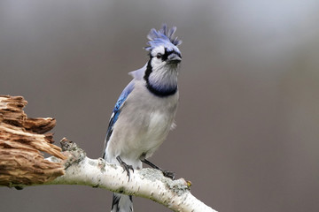 Blue Jays flying 