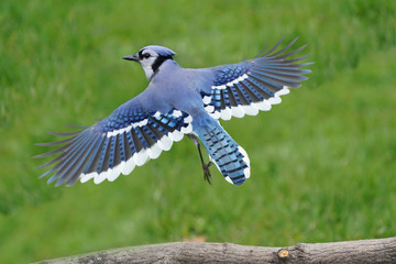 Blue Jays flying  © Janet