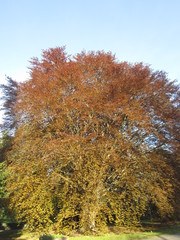 Fototapeta premium Rotbuche im April, eine Buche in Berlin, Park