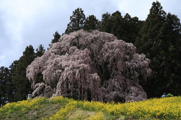 合戦場のしだれ桜　シダレザクラ　桜　菜の花畑