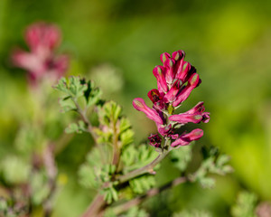 fumaria officinalis