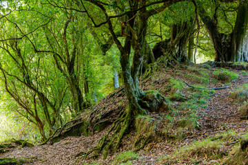 Obraz premium Native section of farmland in New Zealand 