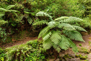 Native section of farmland in New Zealand 