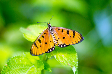 Obraz premium butterfly on a flower