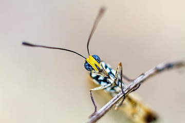 butterfly on a flower
