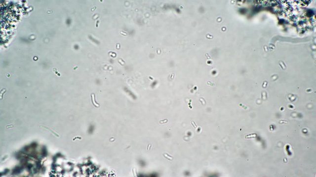 Lactic acid bacteria are slowly flowing in dairy product under the microscope. Tiny green and blue bacillas are moving in big magnification. Theme of useful microorganisms in fermented milk products.