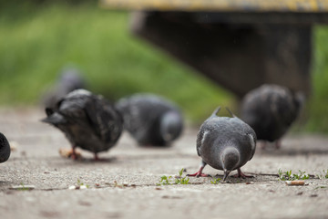 Group of pigeons in nature, gray and beautiful