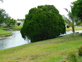 landscape, green place, bird, forest,spotted