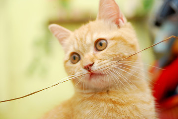 close up domestic cats playing sticks on a mattress