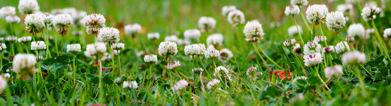 Panoramic view of white clover flowers on green color bokeh background. green grass background