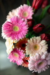 Fototapeta premium Pink gerberas and red tulips in close-up view